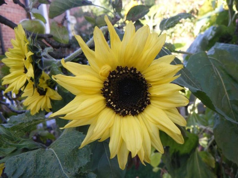 Moonwalker napraforgó, Helianthus annuus, napraforgó, okra